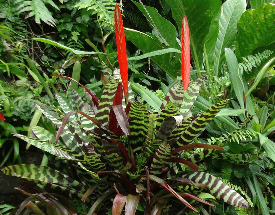 flores de la selva peruana