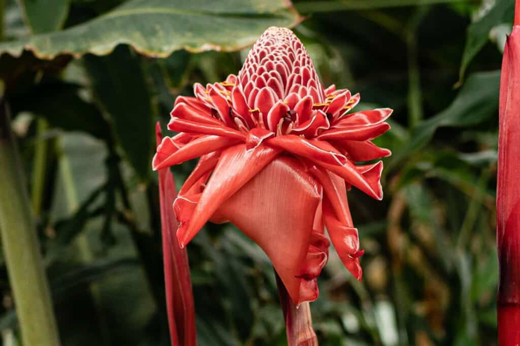 flores de la selva peruana