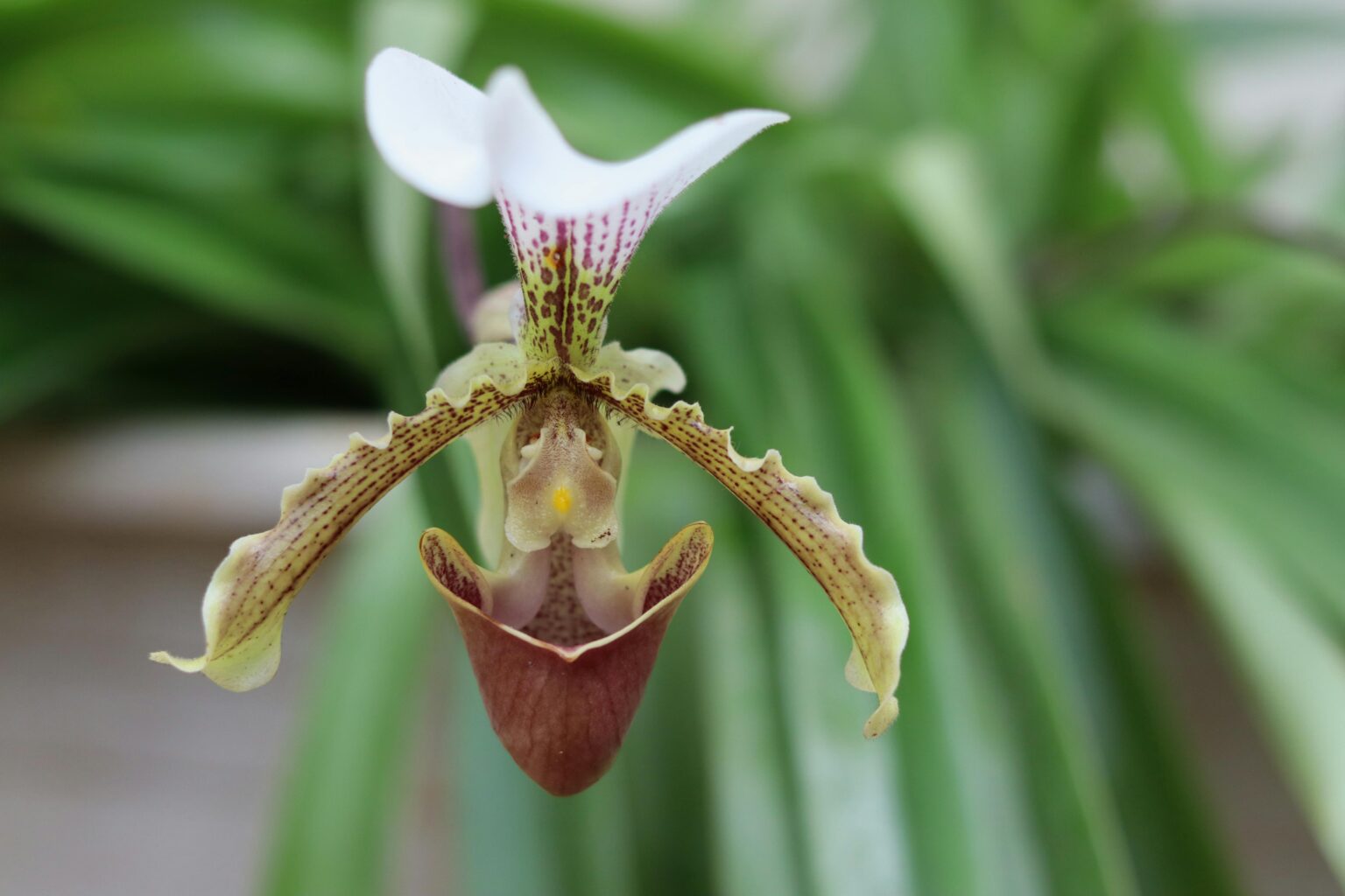 flores selva peruana orquideas