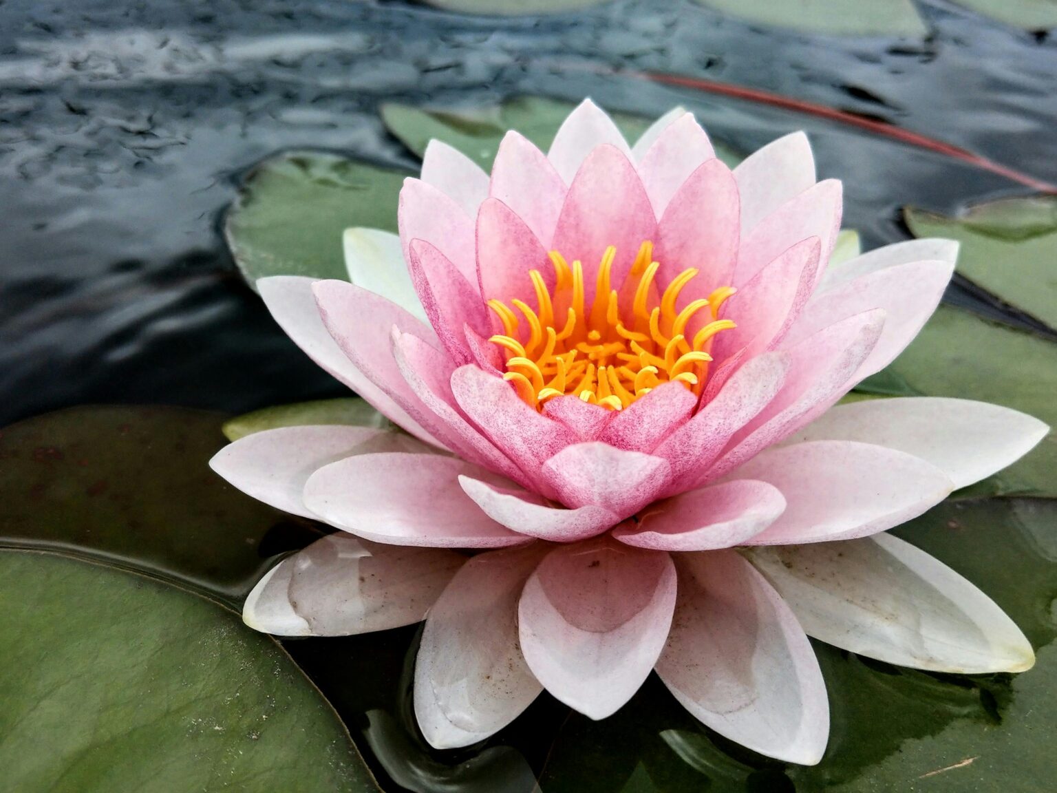 flores selva peruana lirio de agua