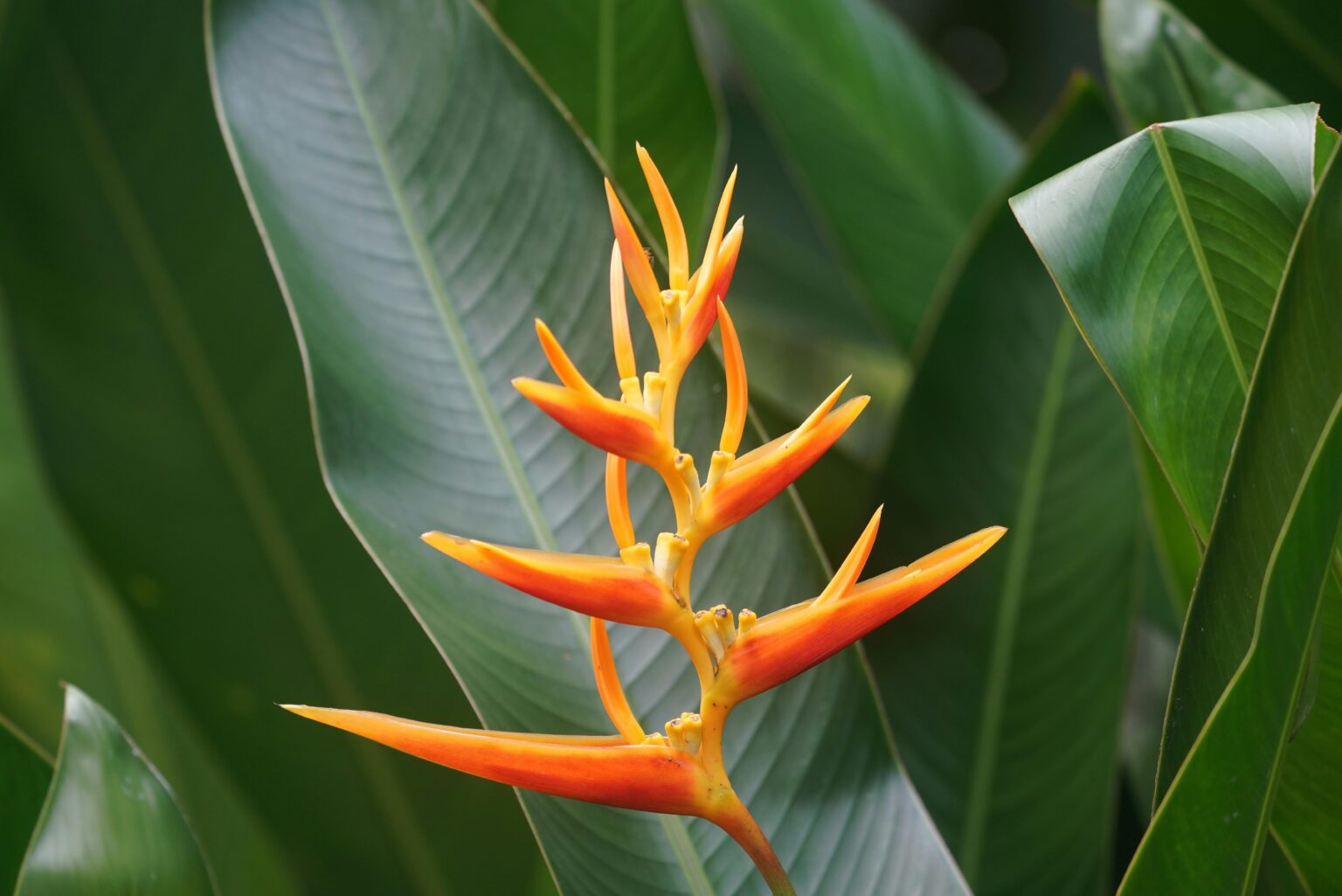 flores selva peruana heliconia