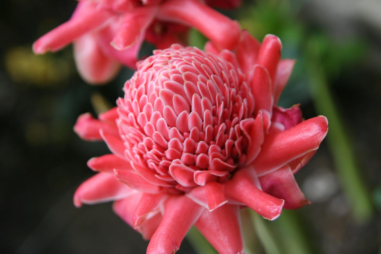 flores selva peruana Etlingera elatior