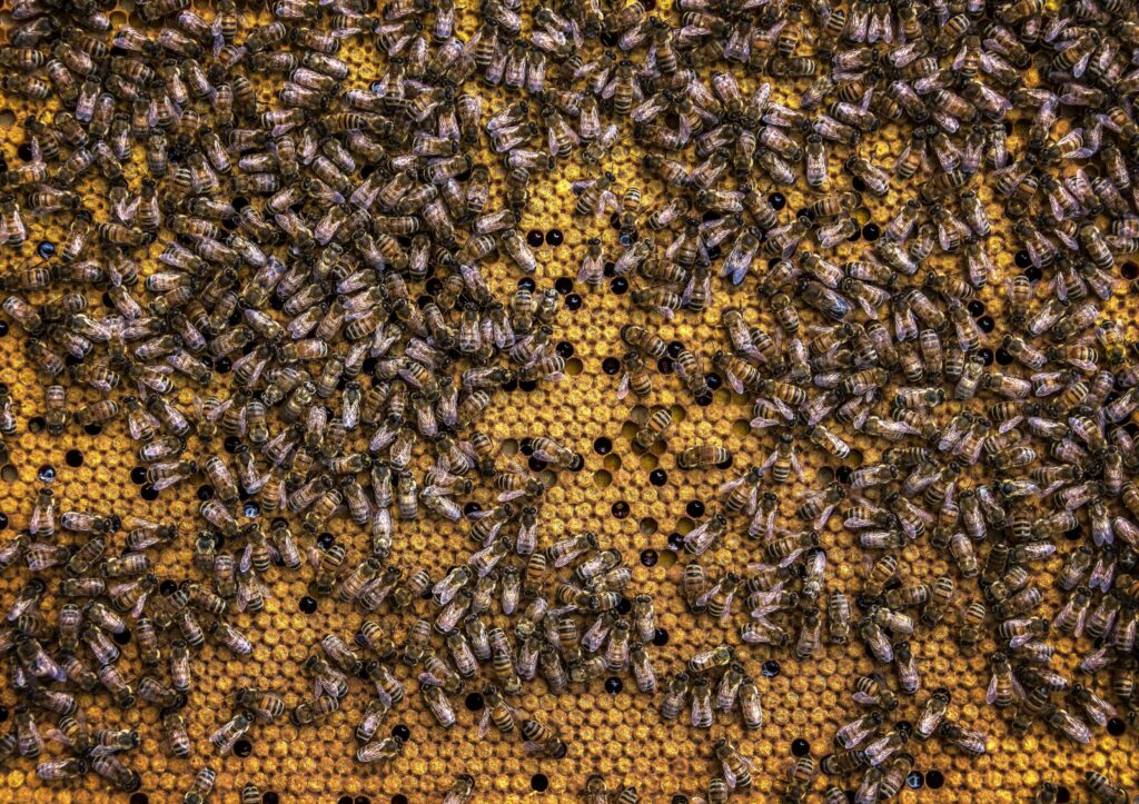 abejas desaparición biodiversidad