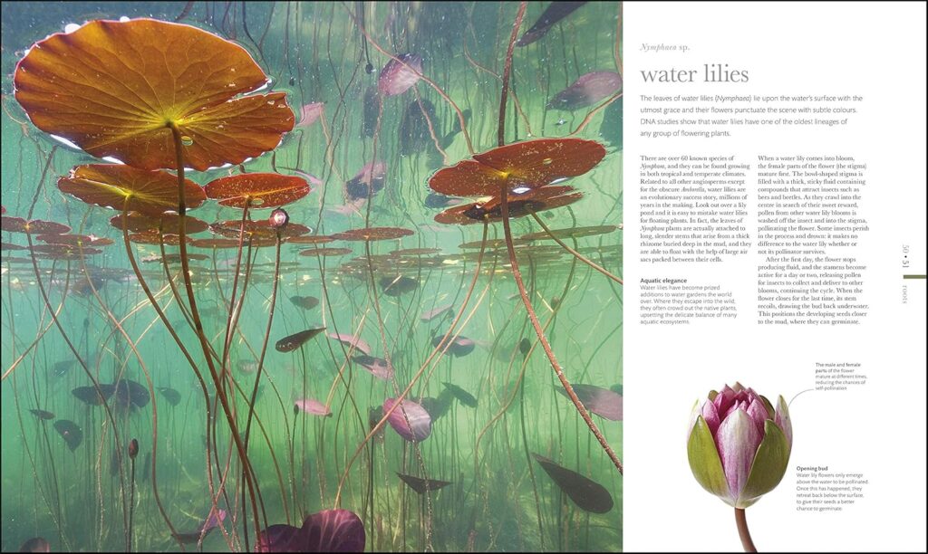 libros de flores floristas