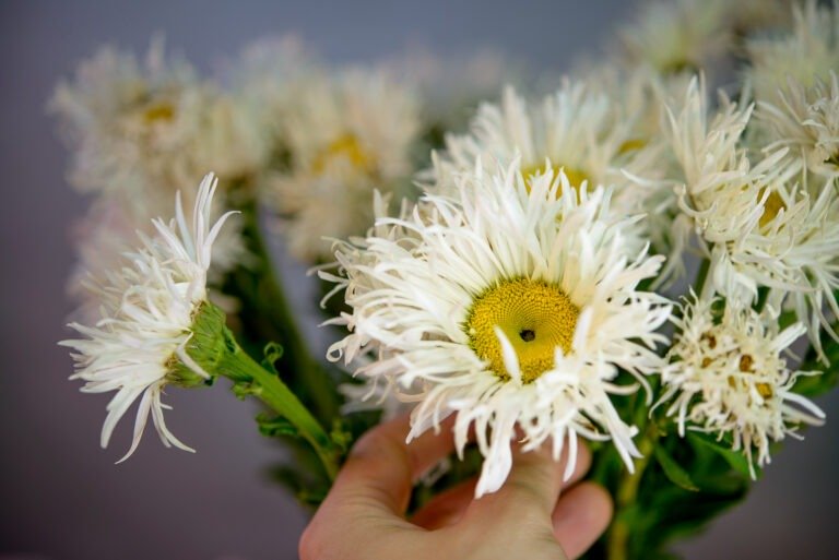 cómo elegir flores guía para florista
