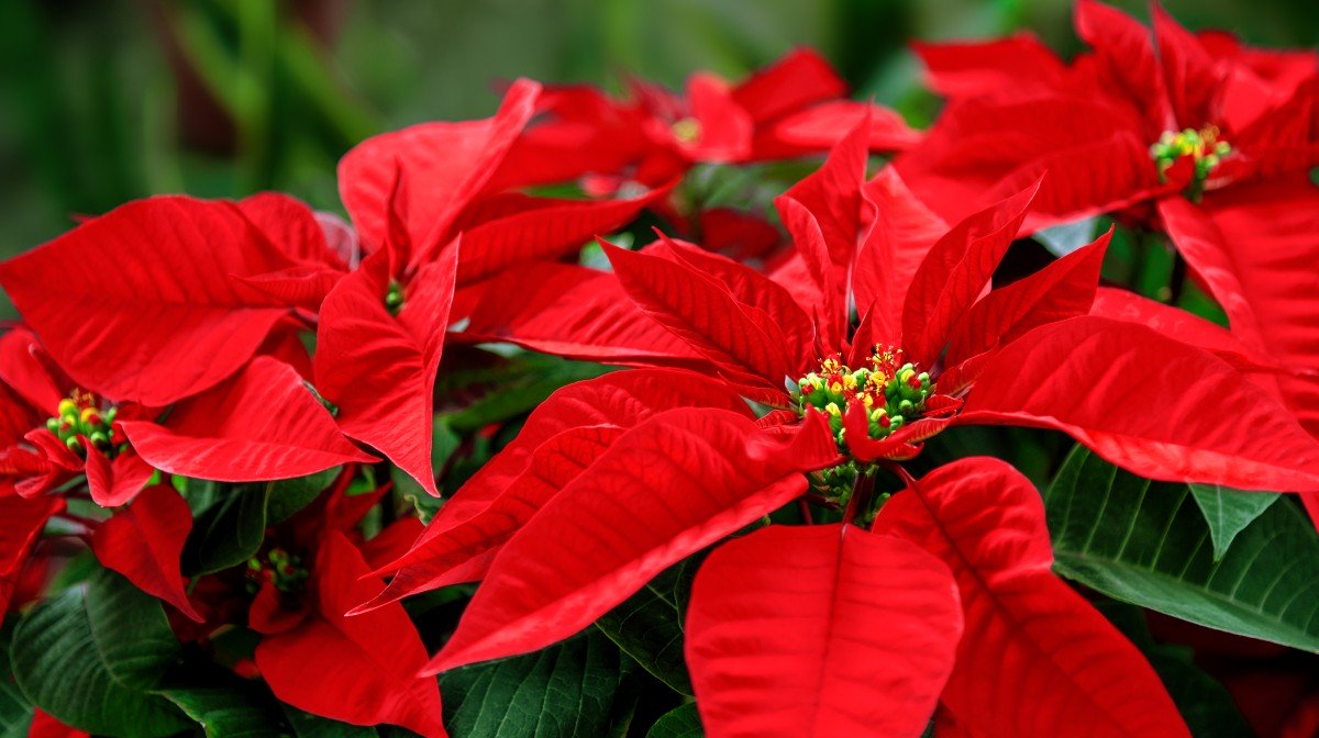 noche buena o Euphorbia pulchérrima