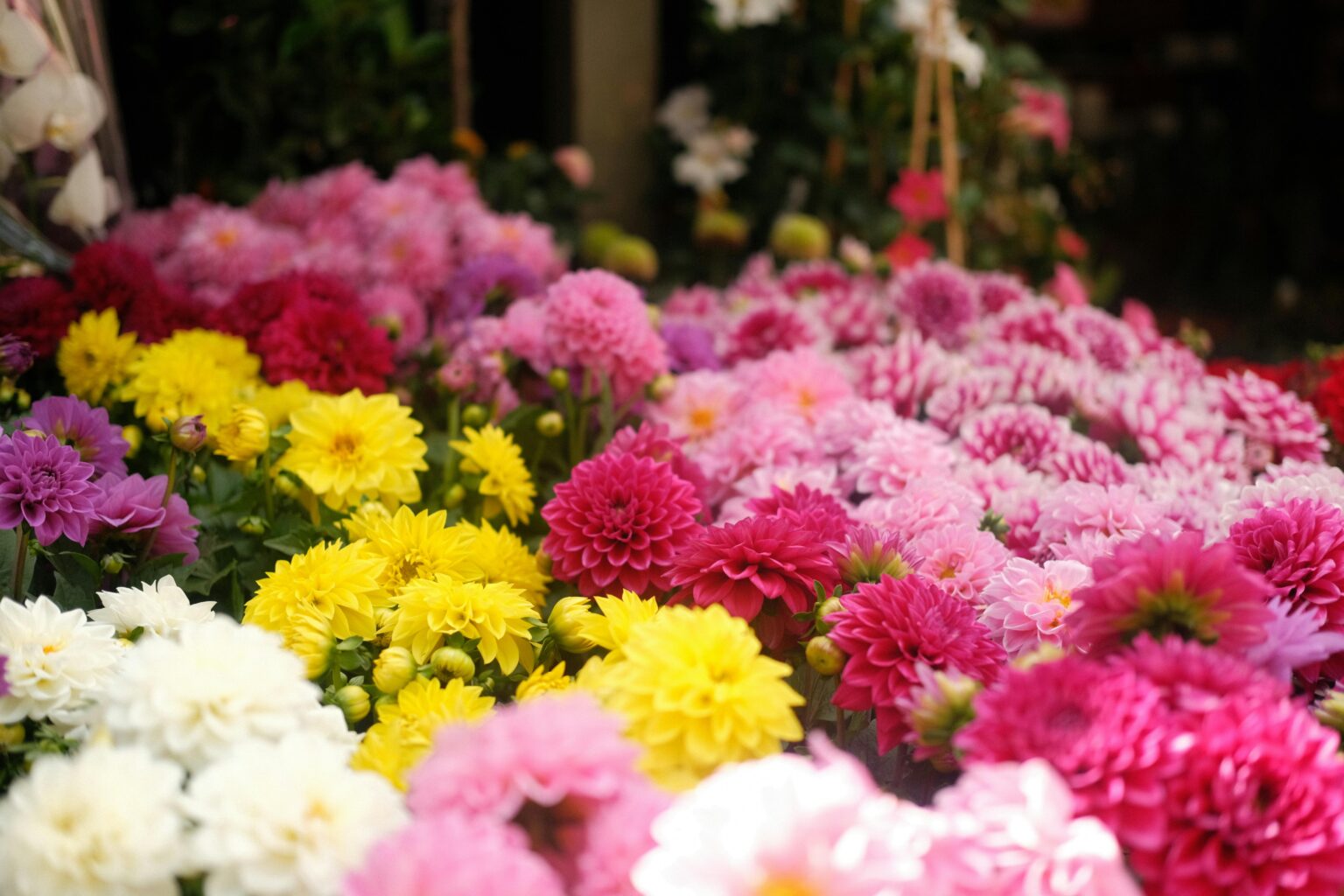 dahlia flores nativas méxico