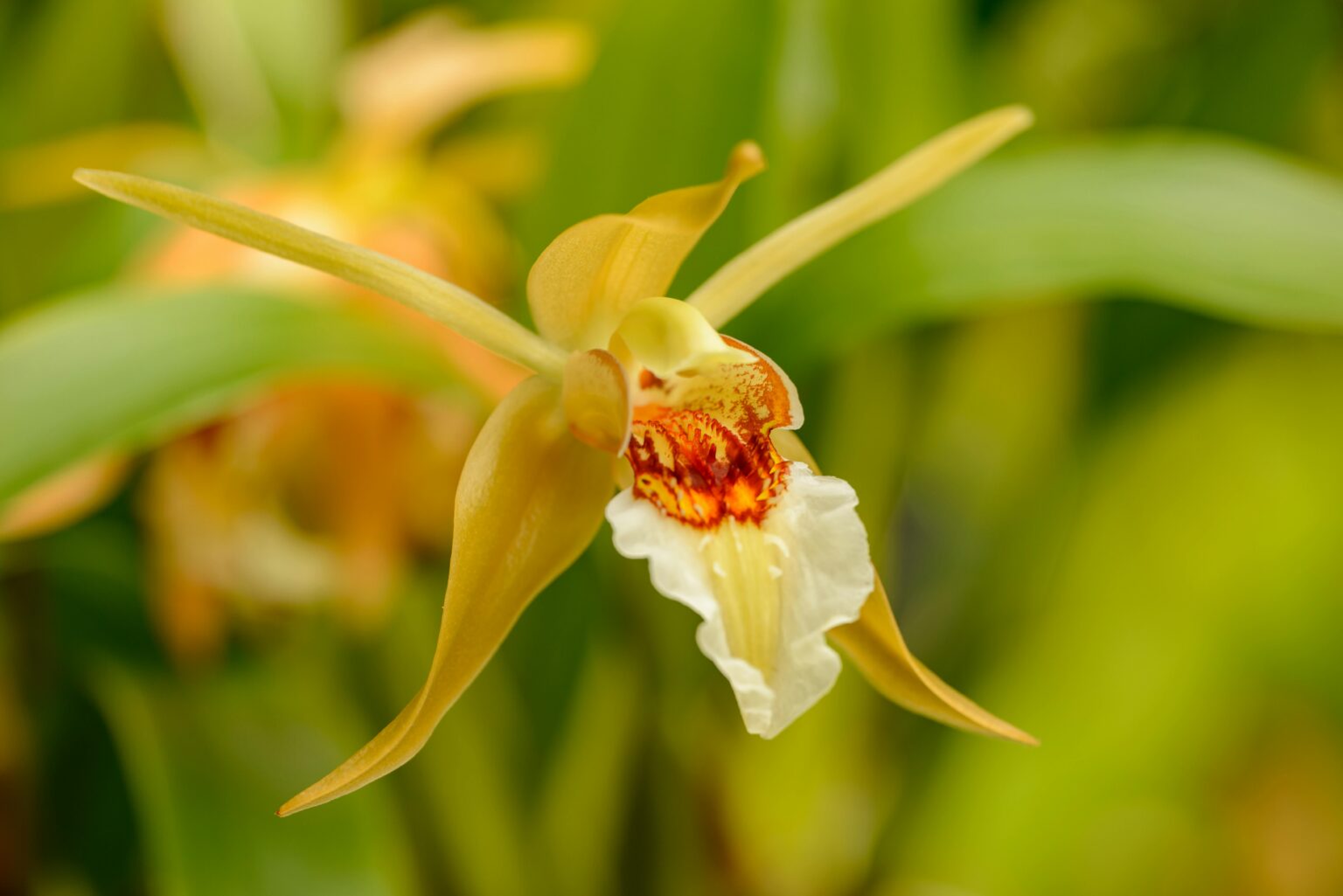 Flor de vainilla flores nativas méxico