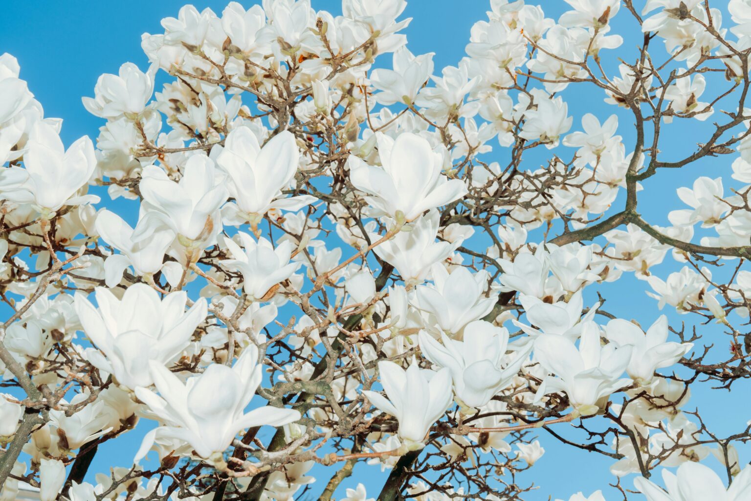flores nativas méxico magnolia