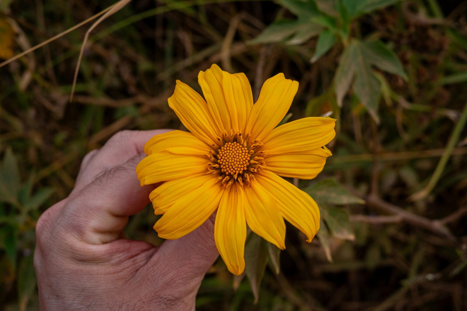 flores nativas méxico Arnica mexicana