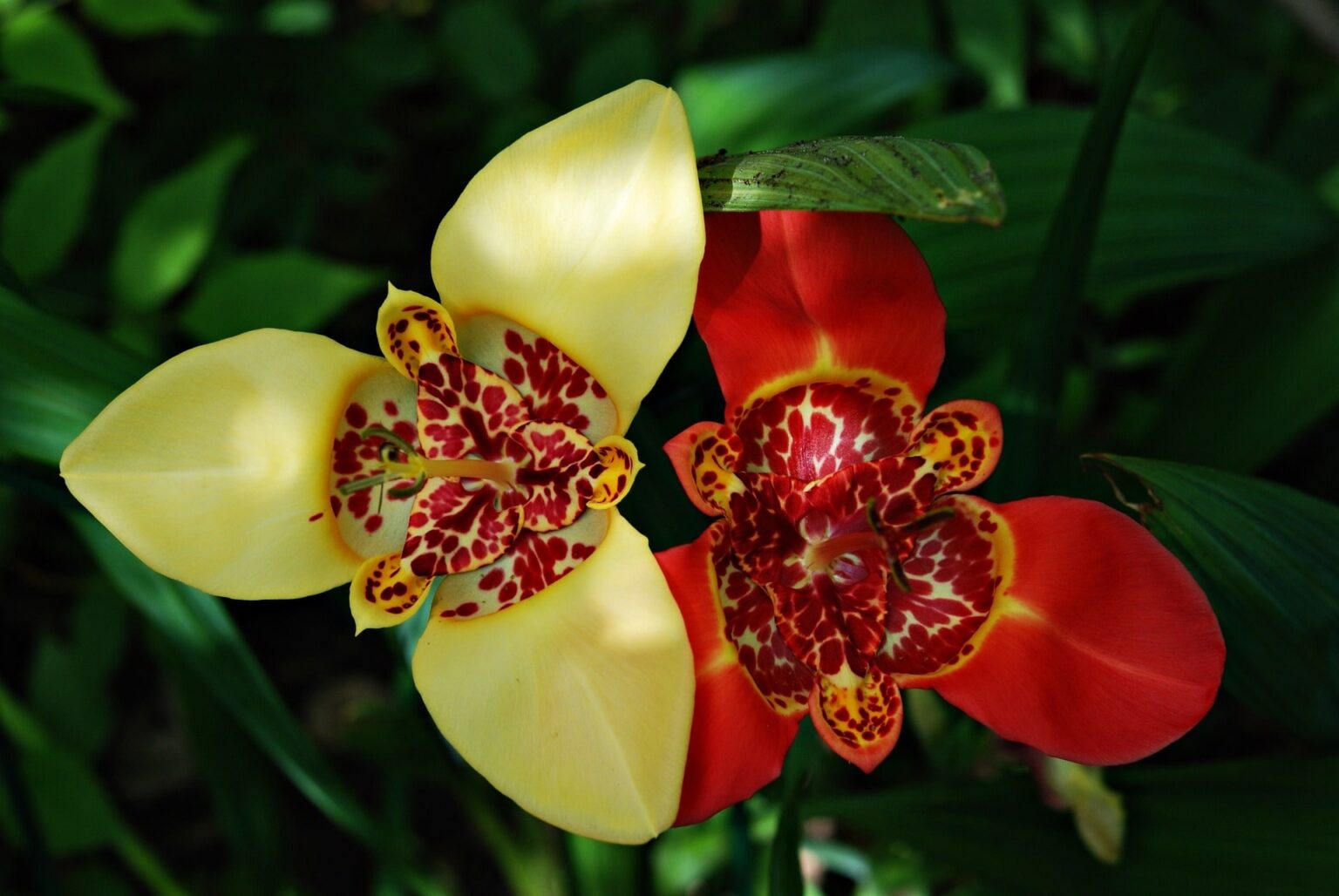 Flor de tigre flores nativas méxico