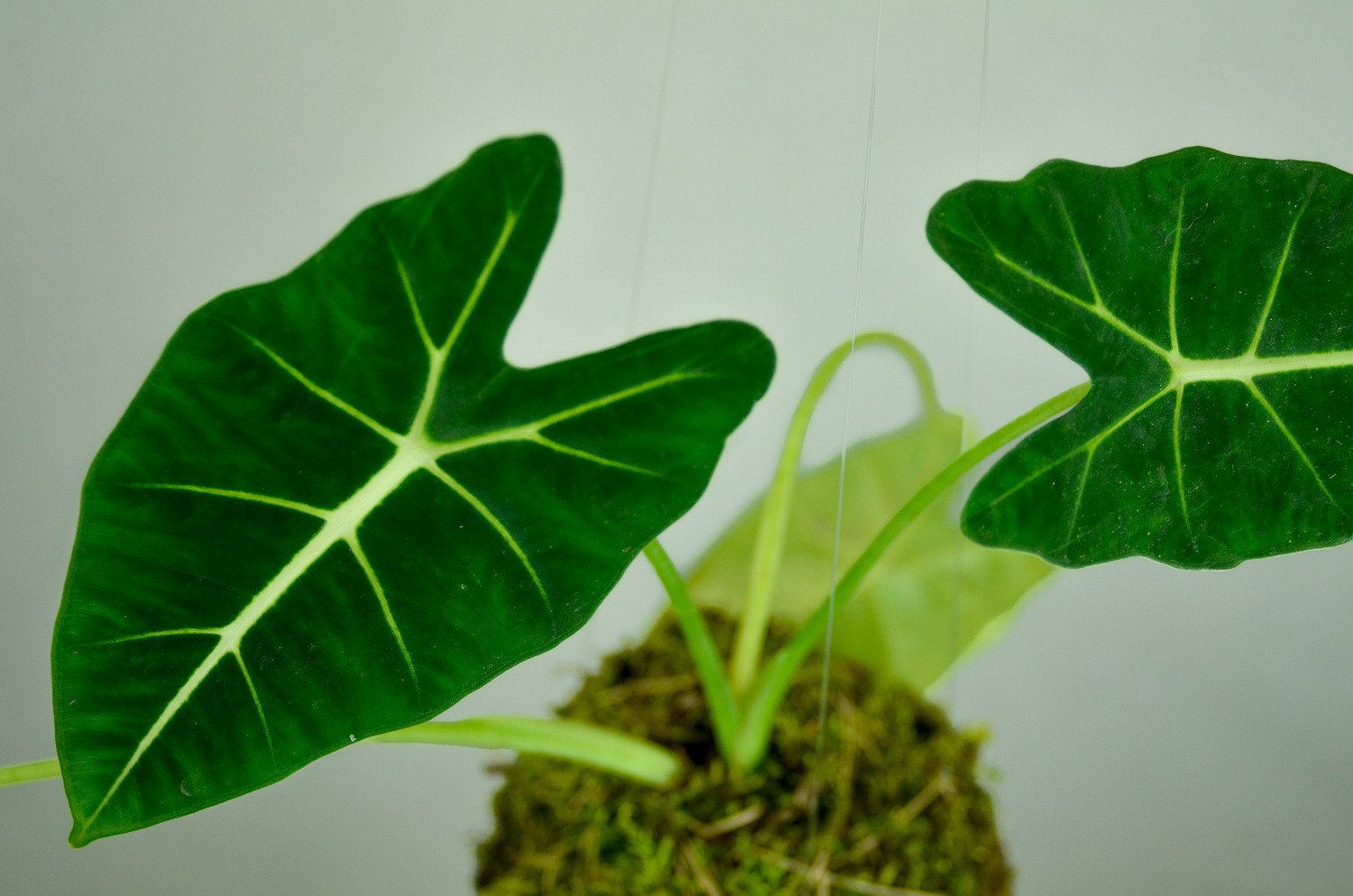 kokedama