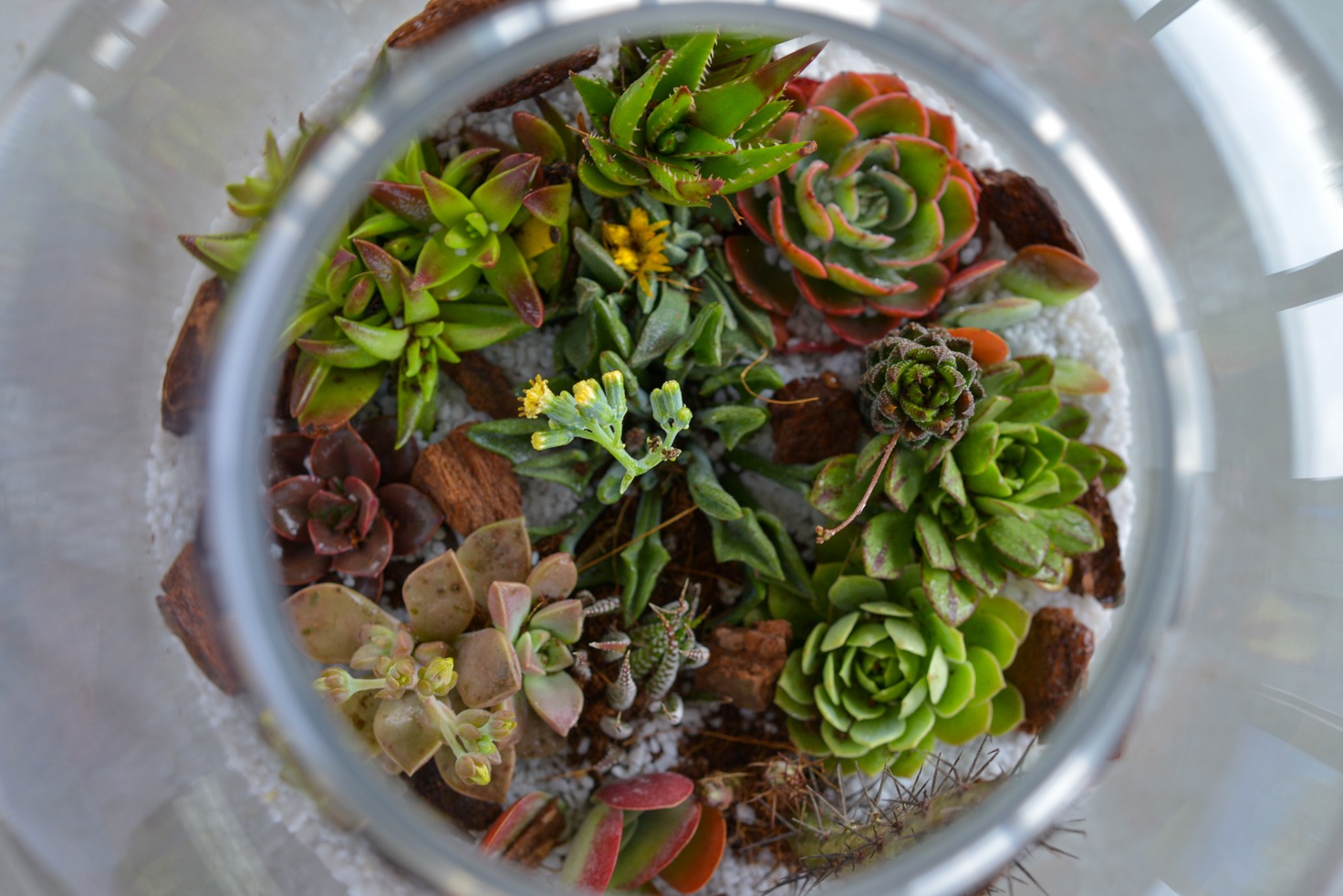 mantenimiento terrario