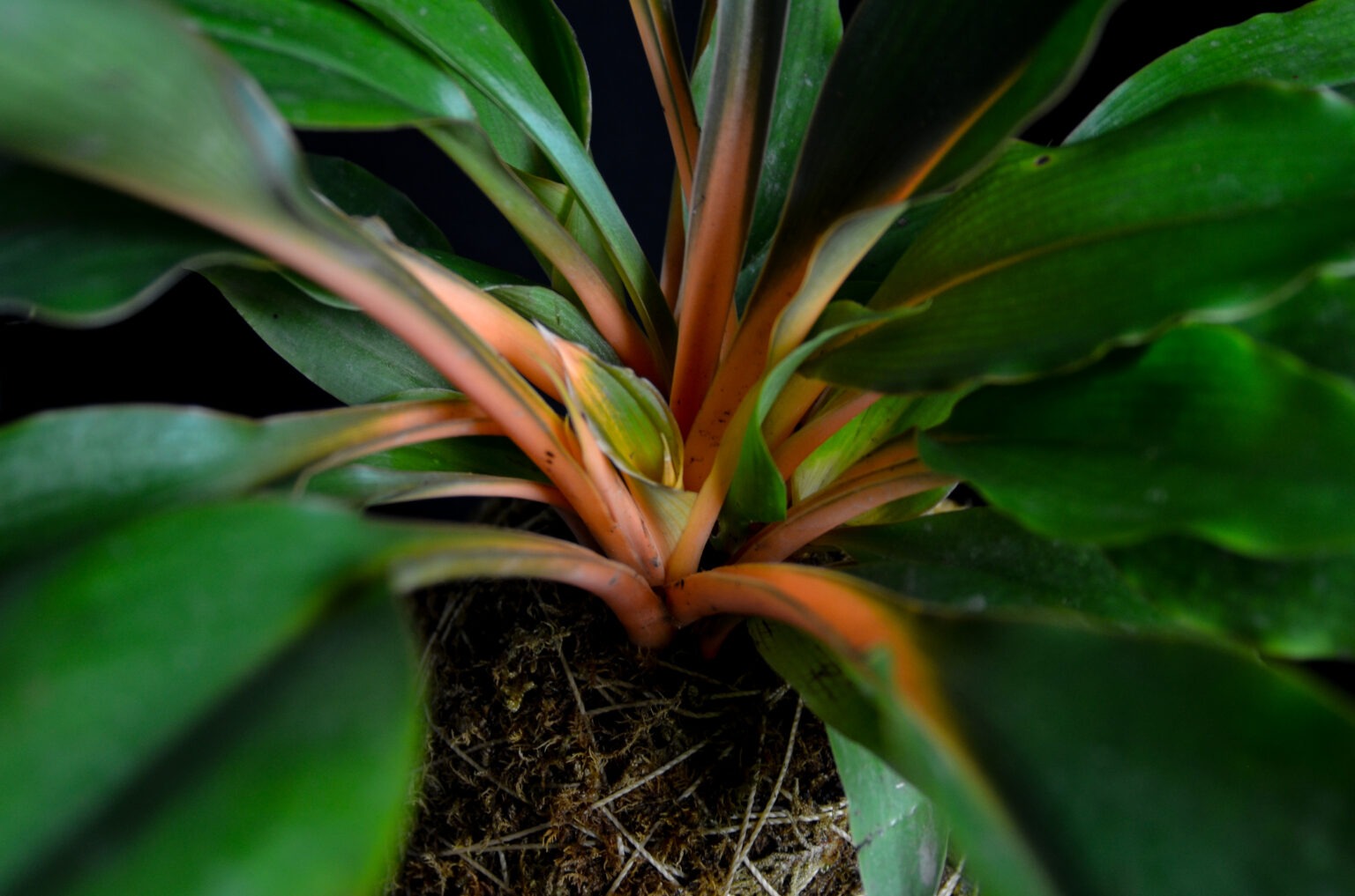 kokedama