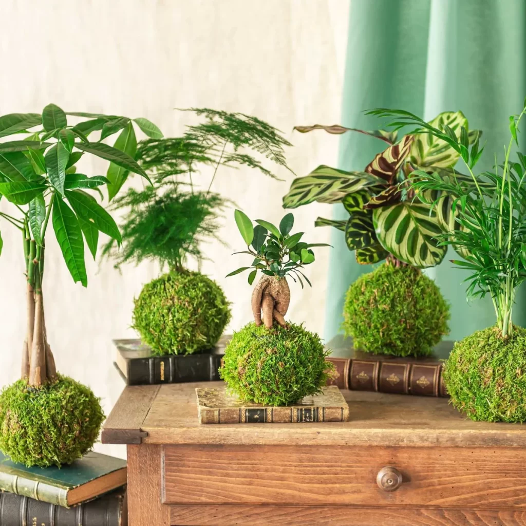 kokedama arte japonés