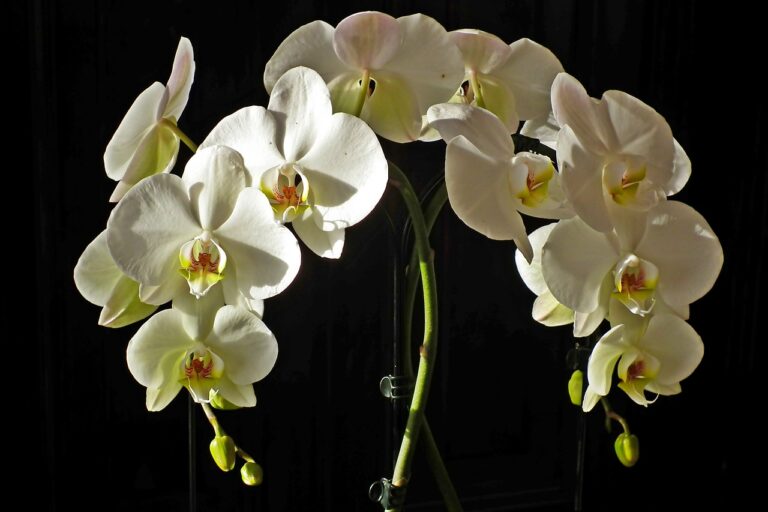 cuidado de orquideas