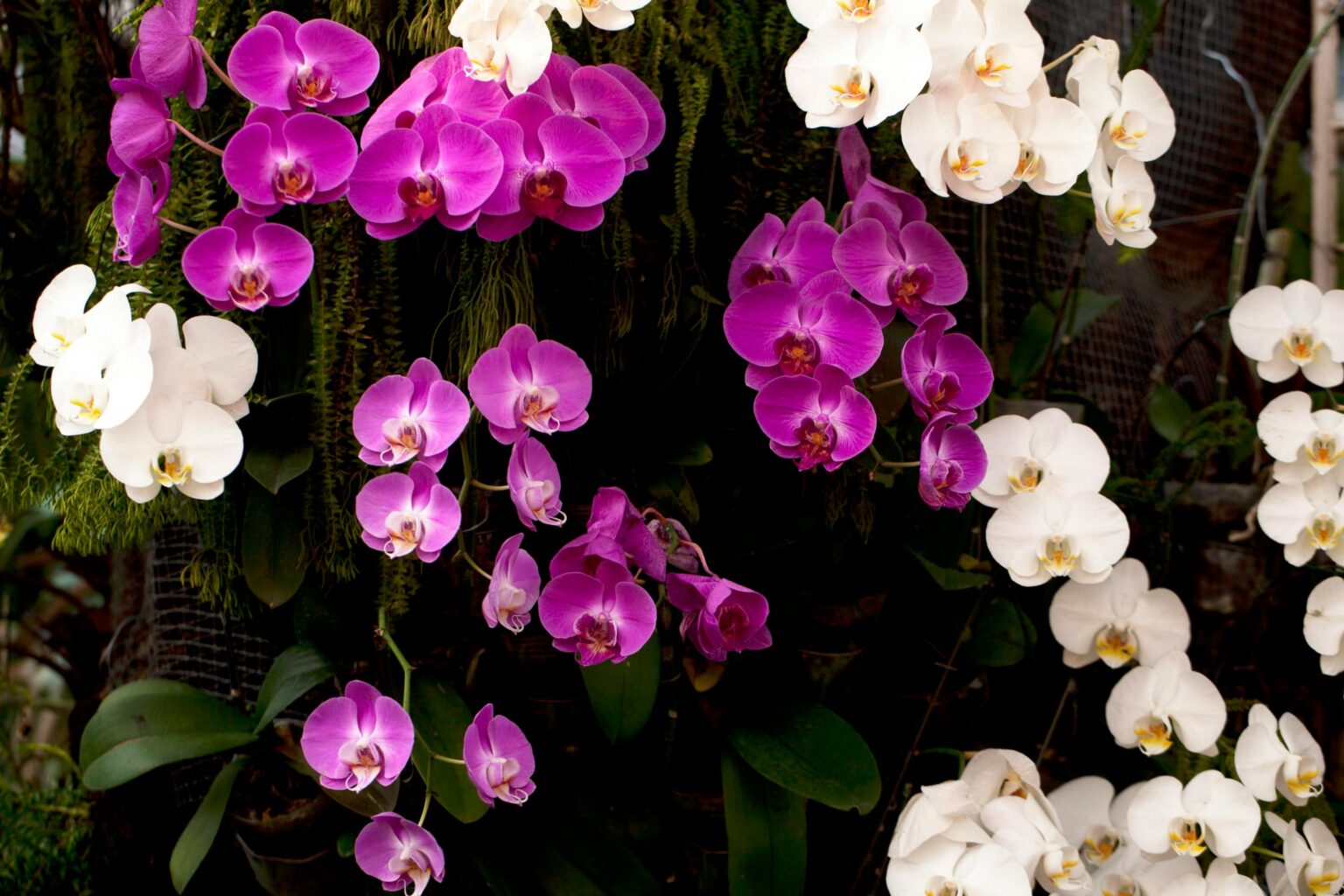 Cuidado de orquídeas