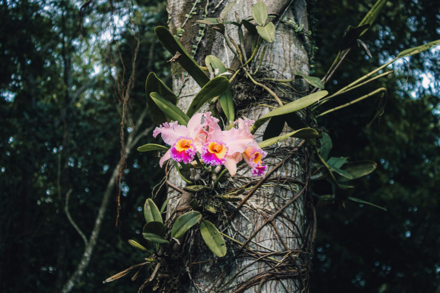 Cuidado de orquídeas