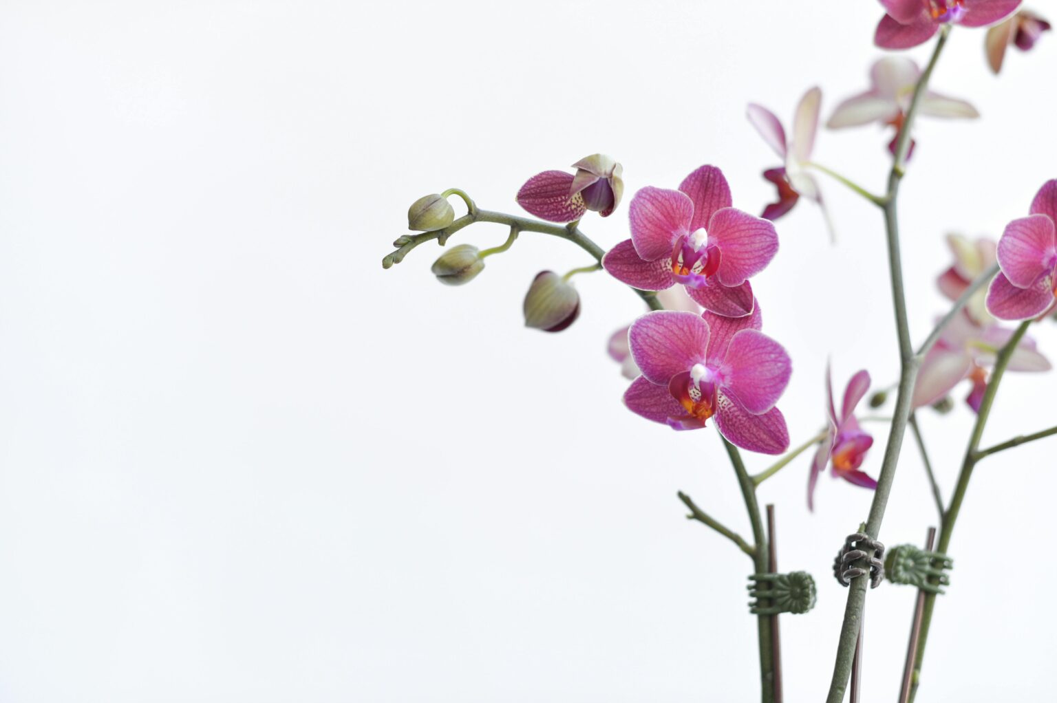 Cuidado de orquídeas