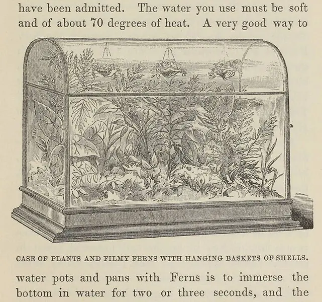 mantenimiento de terrario
