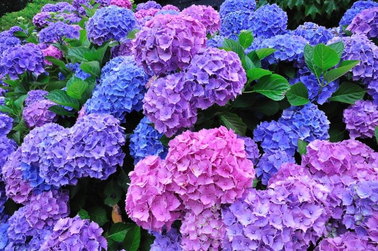 hortensia hydrangea macrophylla