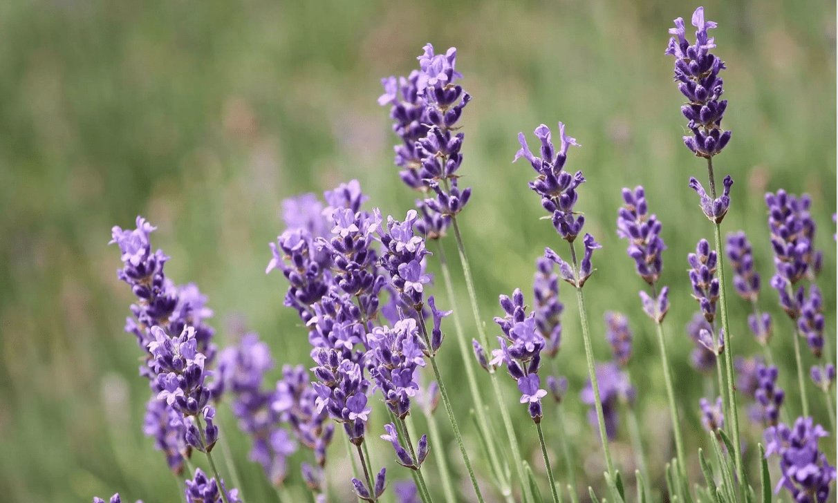 Lavanda flor nativa España