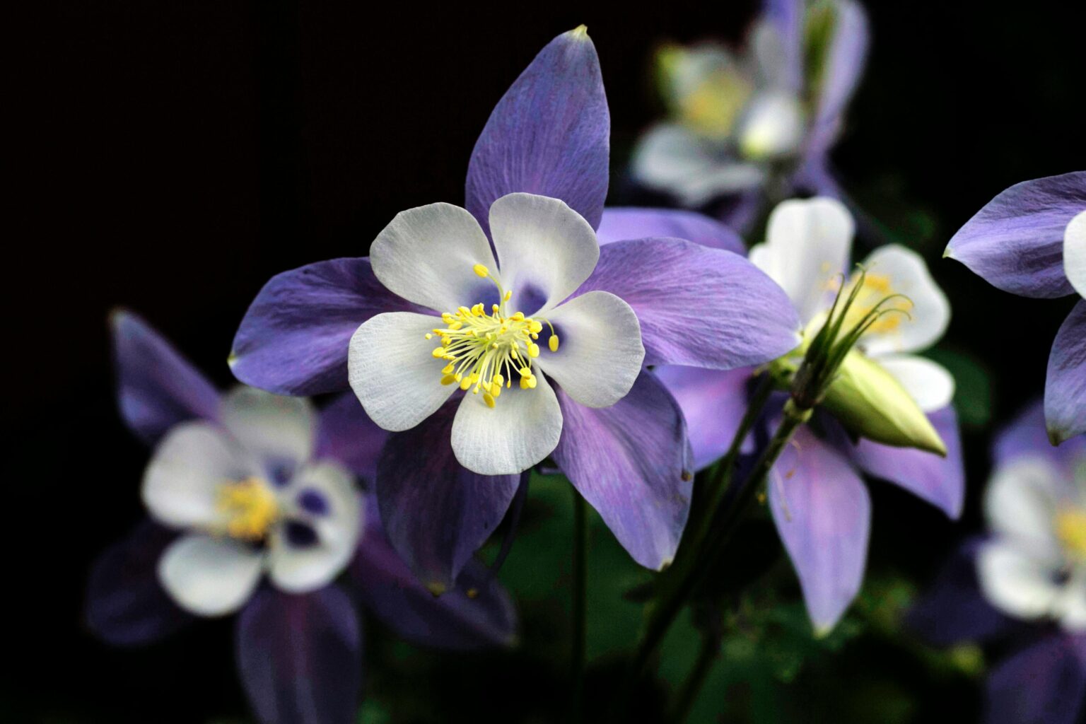 flores nativas estados unidos Aguileña