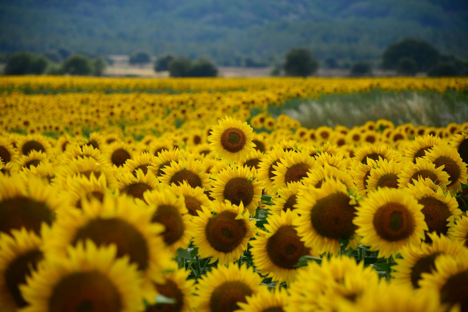 flores nativas estados unidos girasol