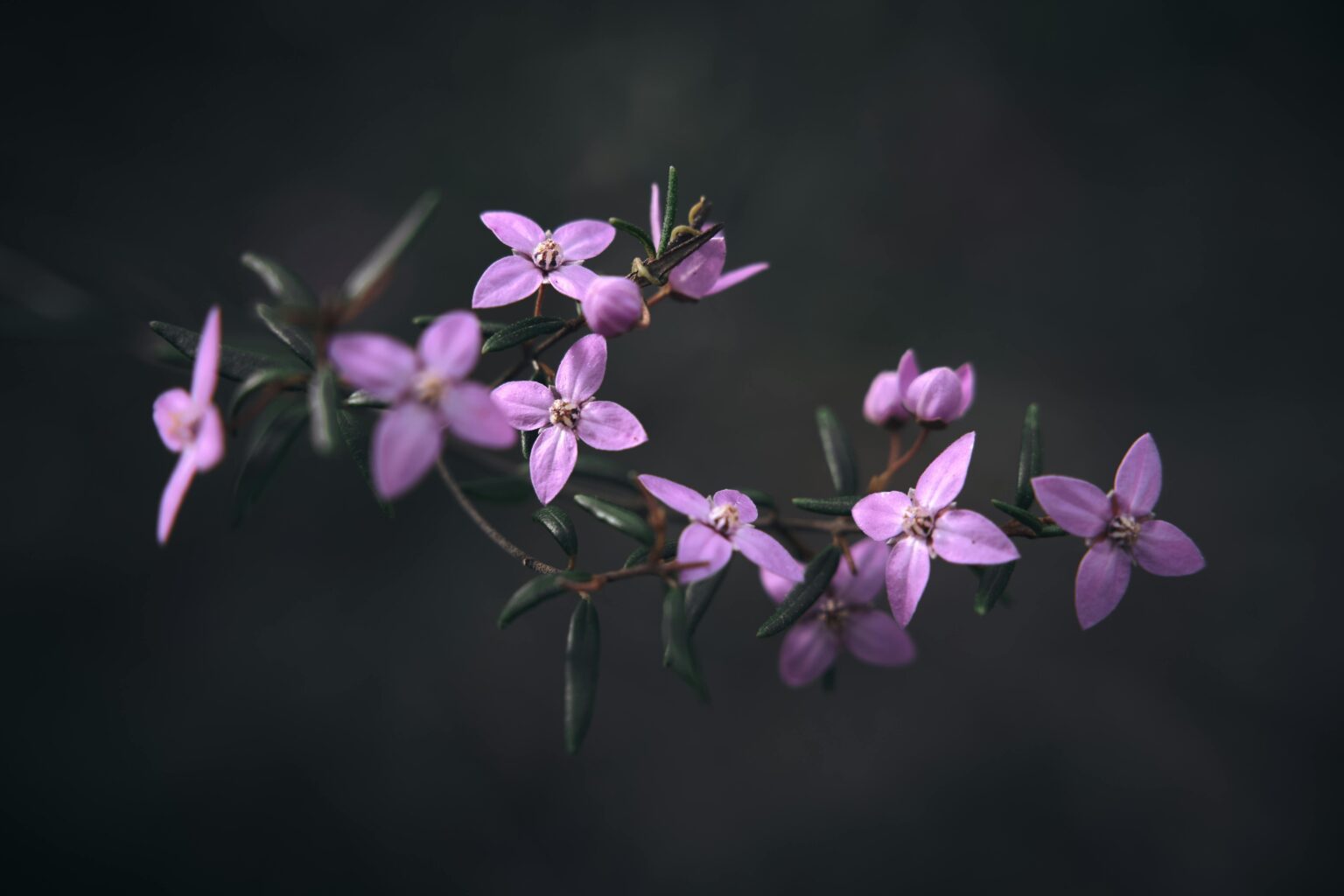 Boronia flores nativas de España