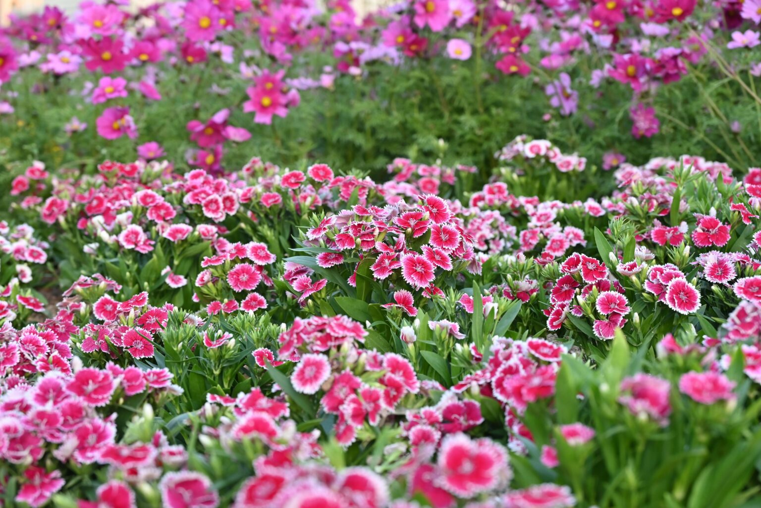 flores nativas españa