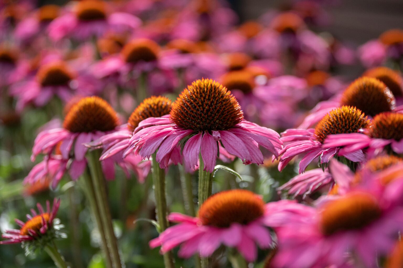 flores nativas estados unidos Echinacea púrpura