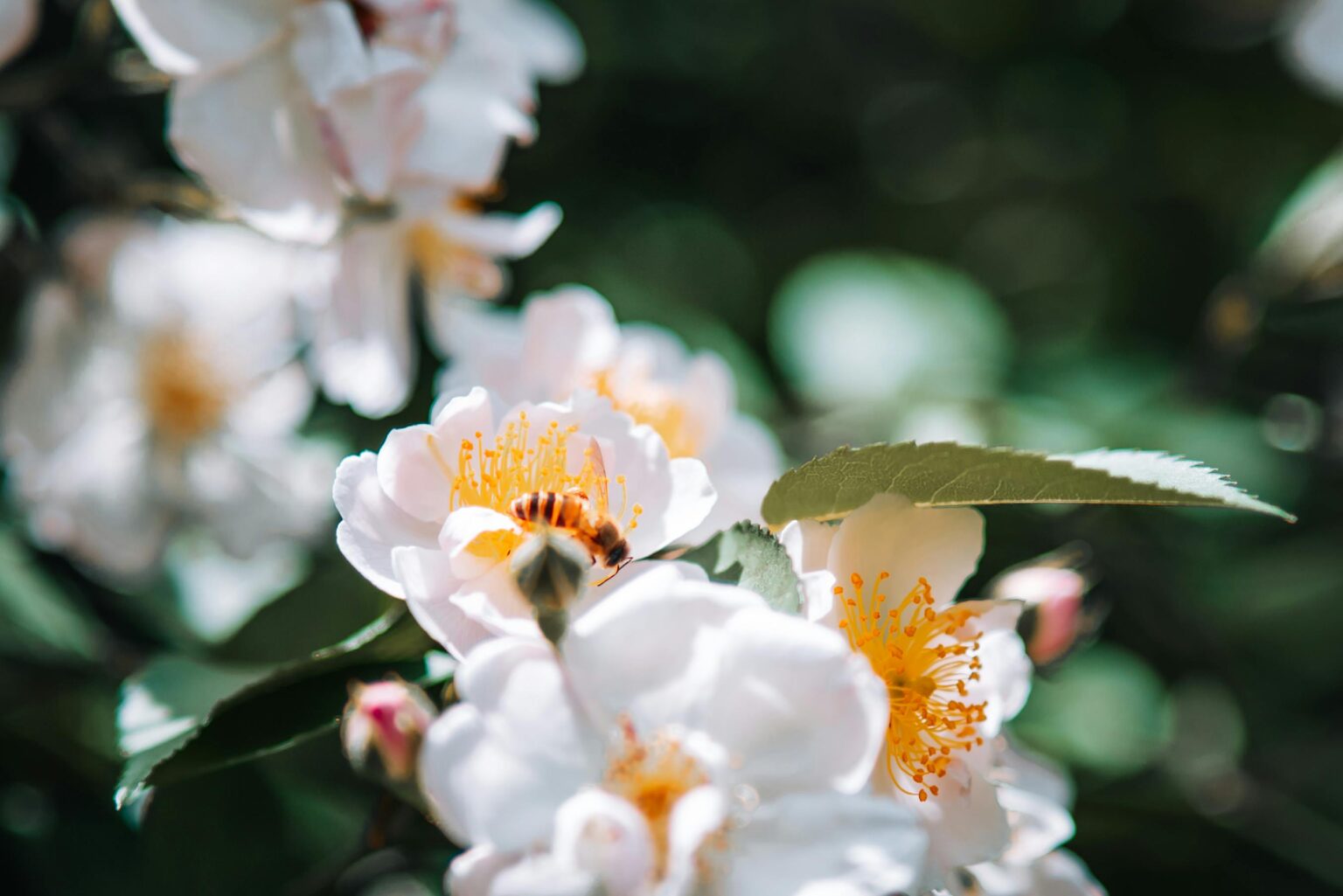 flores nativas estados unidos franklinia
