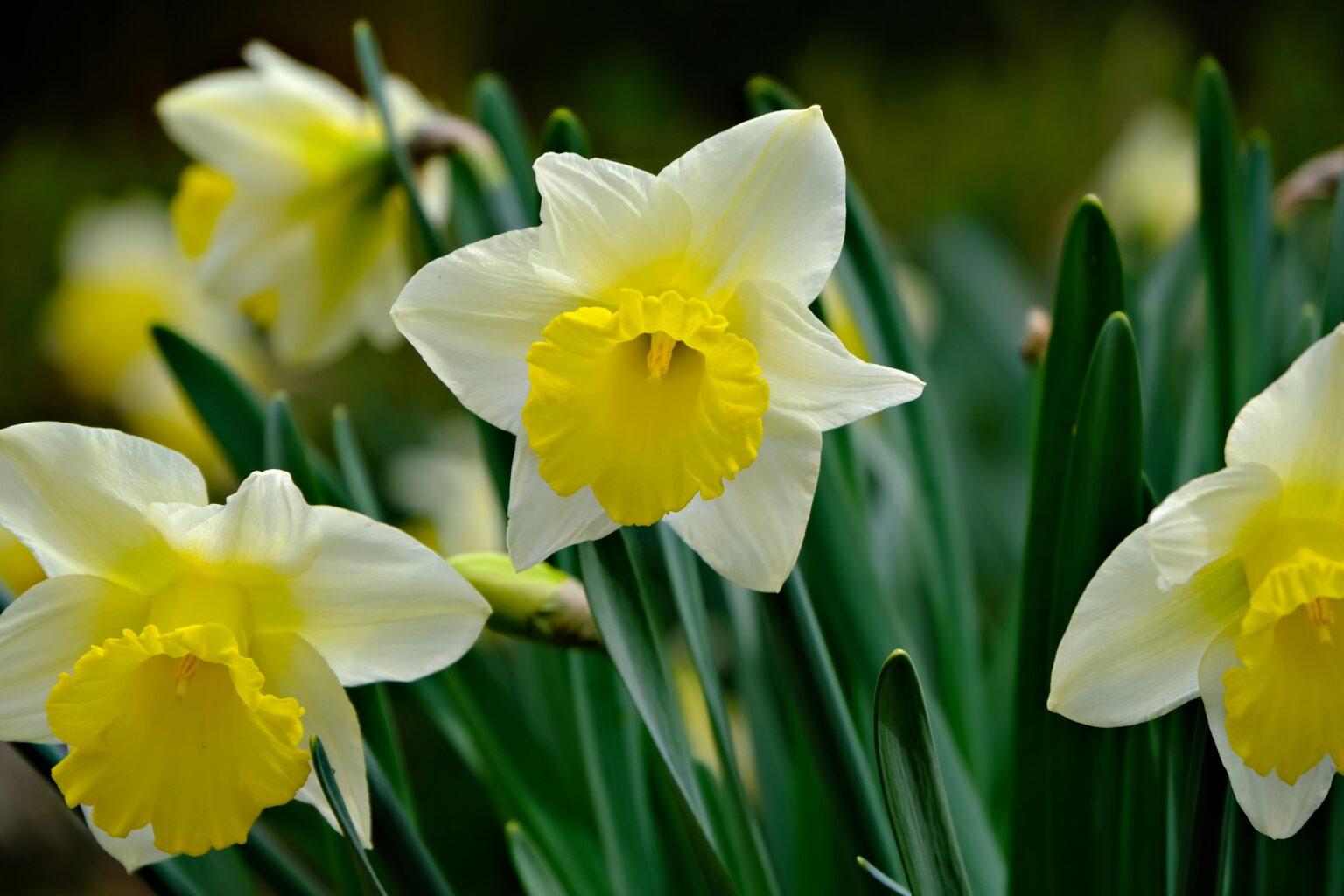 flores nativas españa narciso