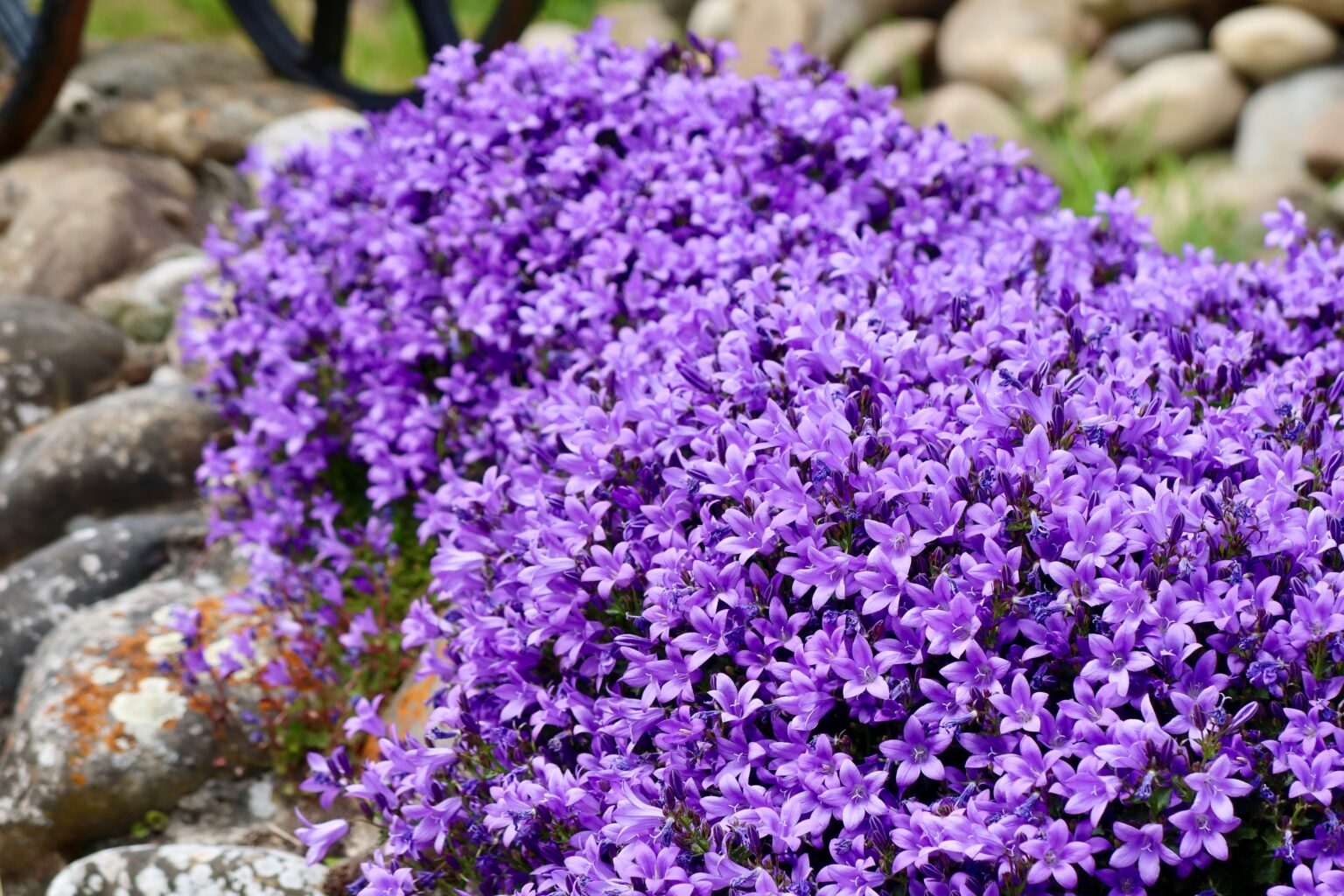 flores nativas españa campanilla