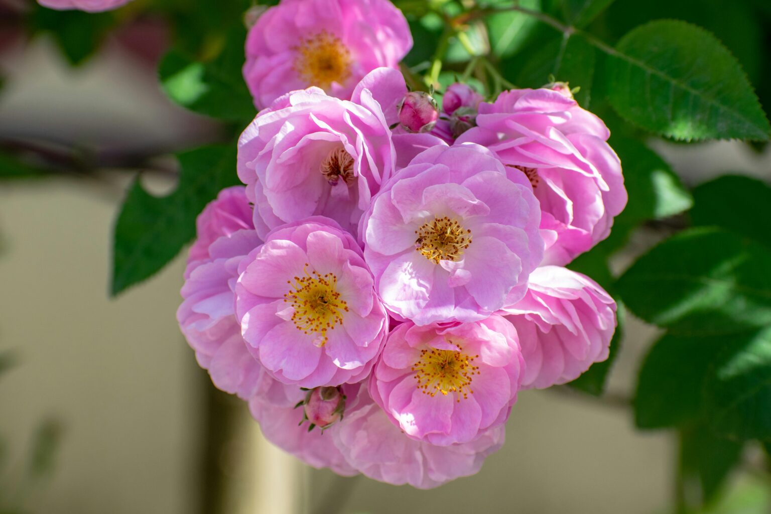 Rosa Virginia flores nativas Estados Unidos