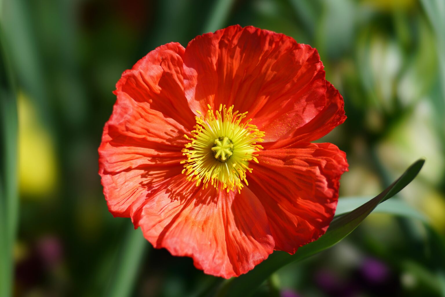 flores nativas estados unidos amapola
