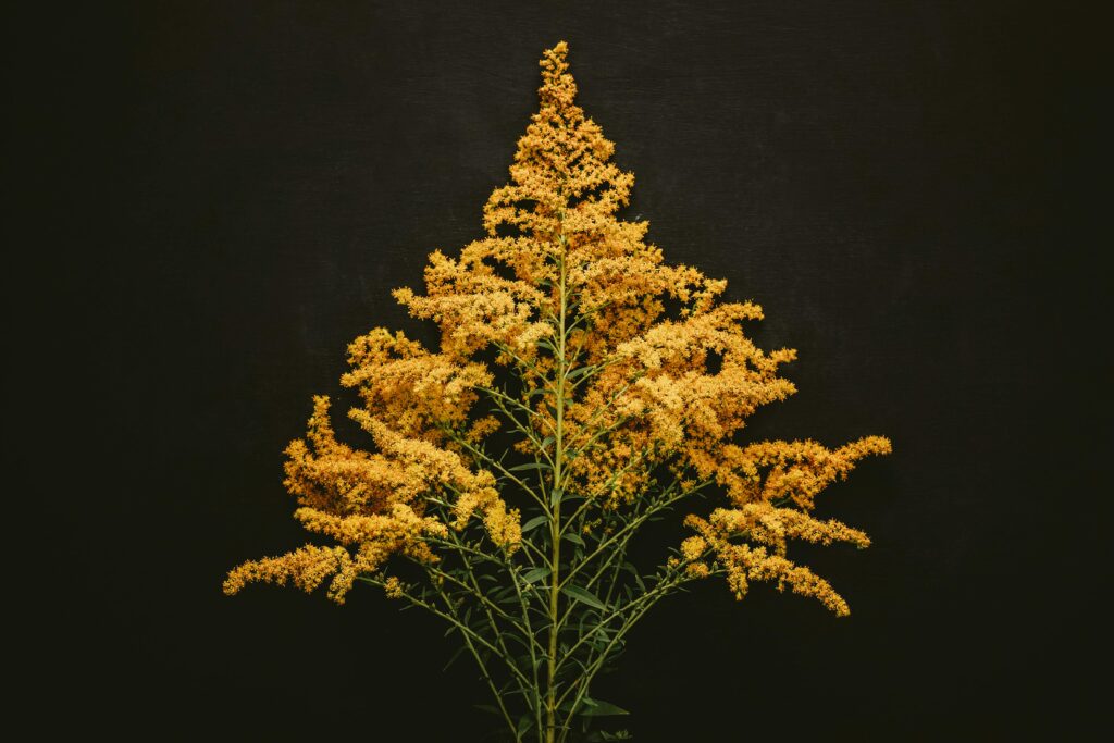 solidago, vara de oro