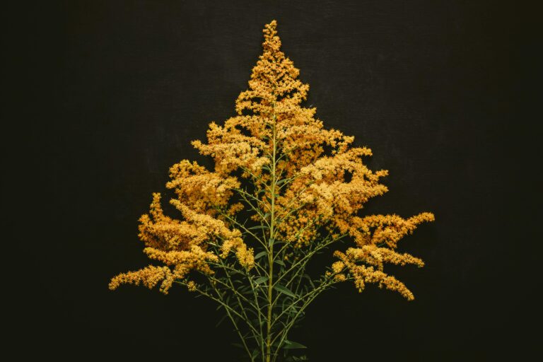solidago, vara de oro